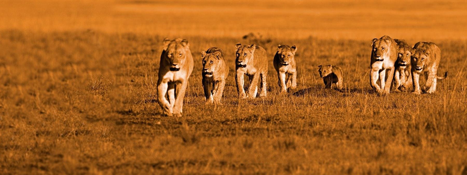 غلاف فيلم African Cats 2011 مترجم