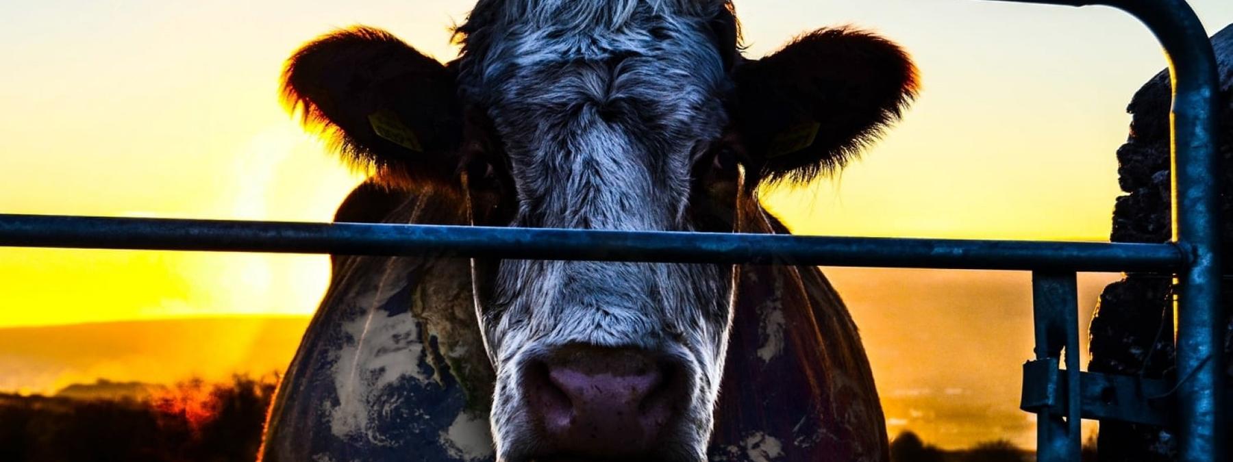 غلاف فيلم Cowspiracy The Sustainability Secret 2014 مترجم