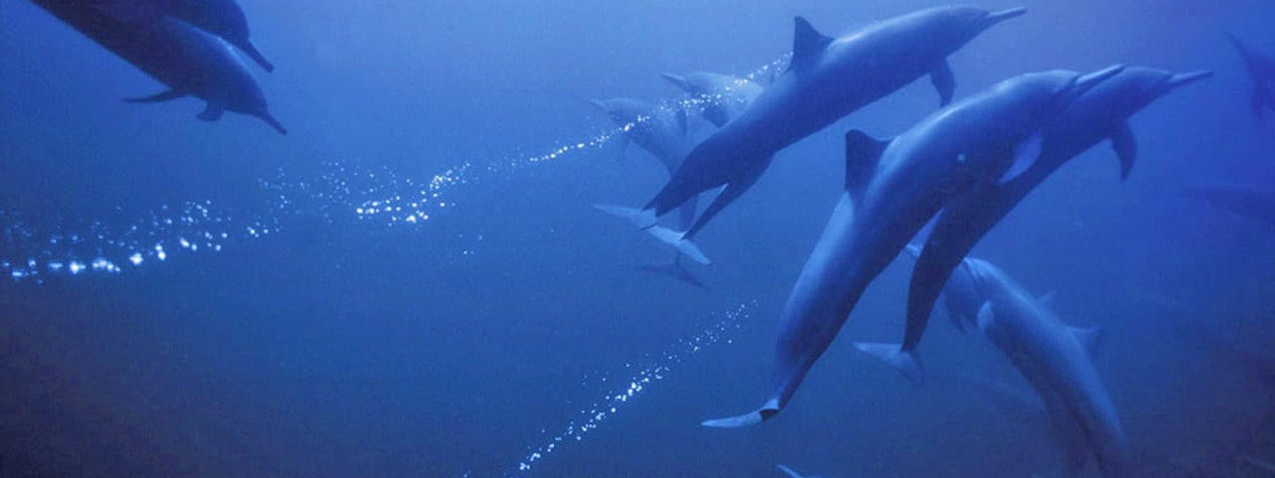 غلاف فيلم Deep Blue 2003 مترجم