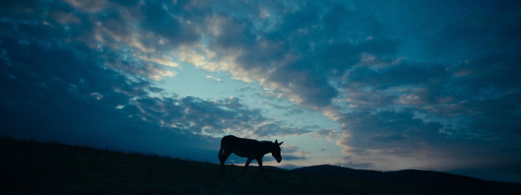 غلاف فيلم EO 2022 مترجم