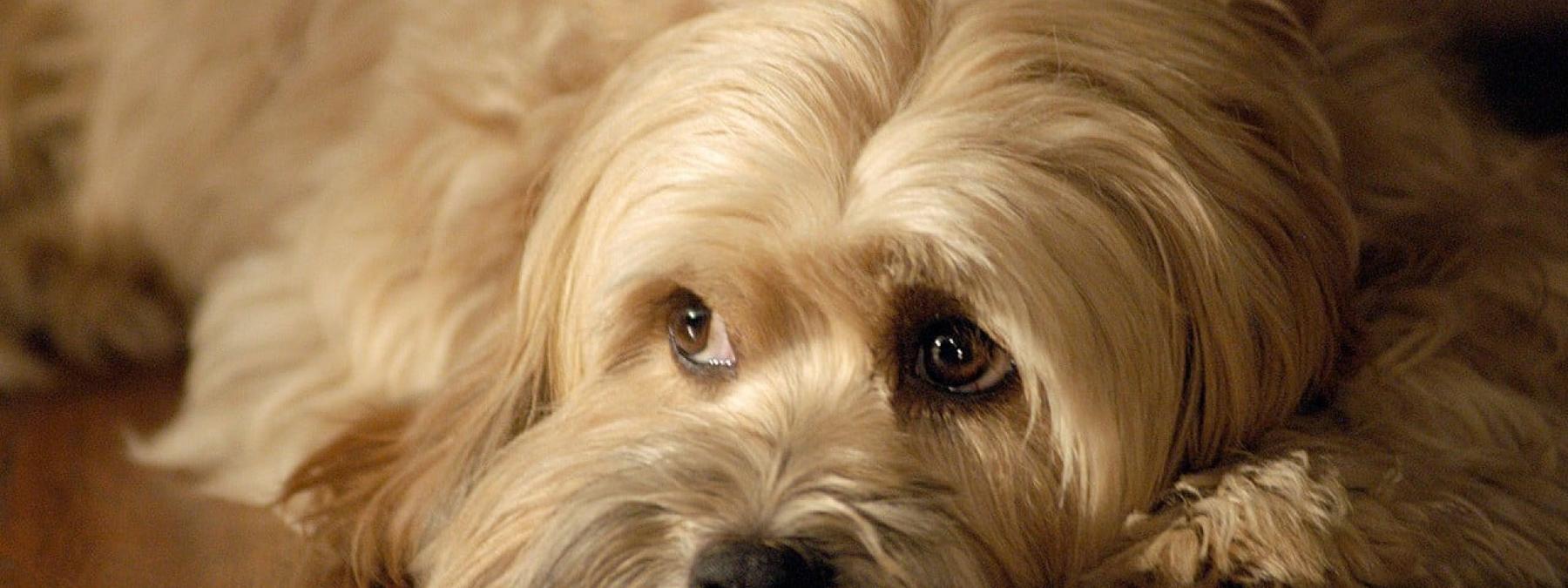 غلاف فيلم For the Love of Benji 1977 مترجم