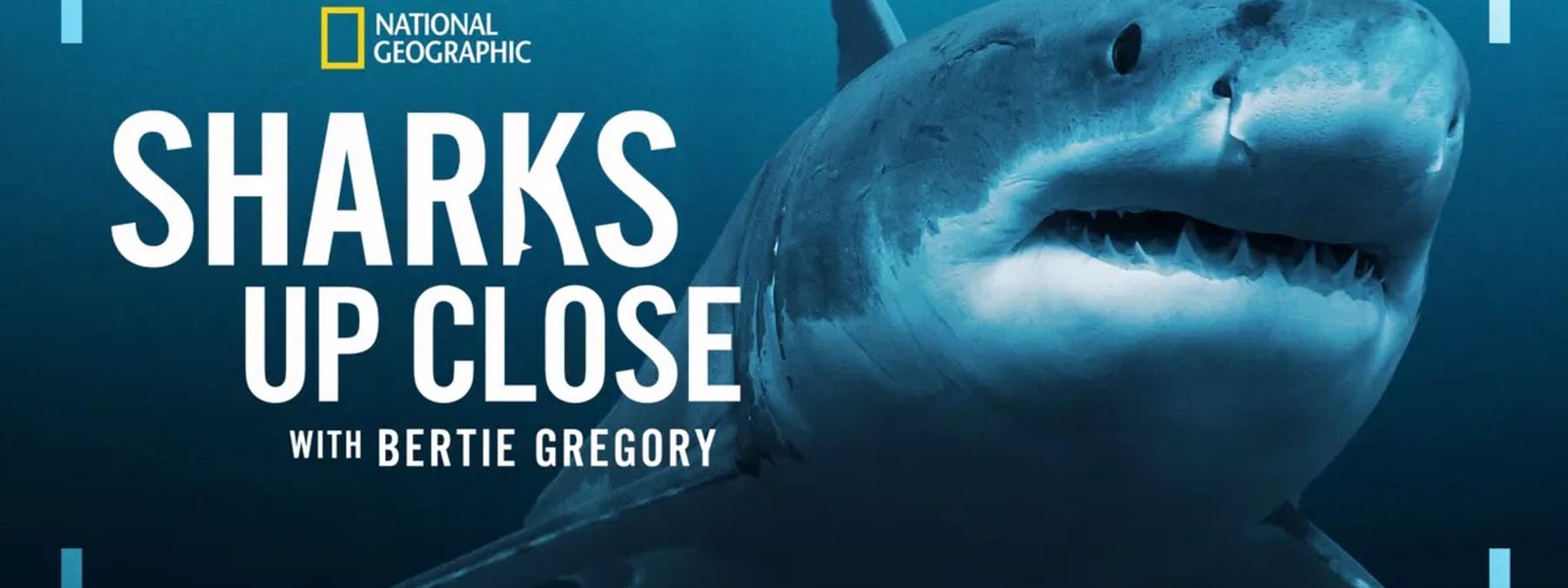 غلاف فيلم Sharks Up Close with Bertie Gregory 2025 مترجم