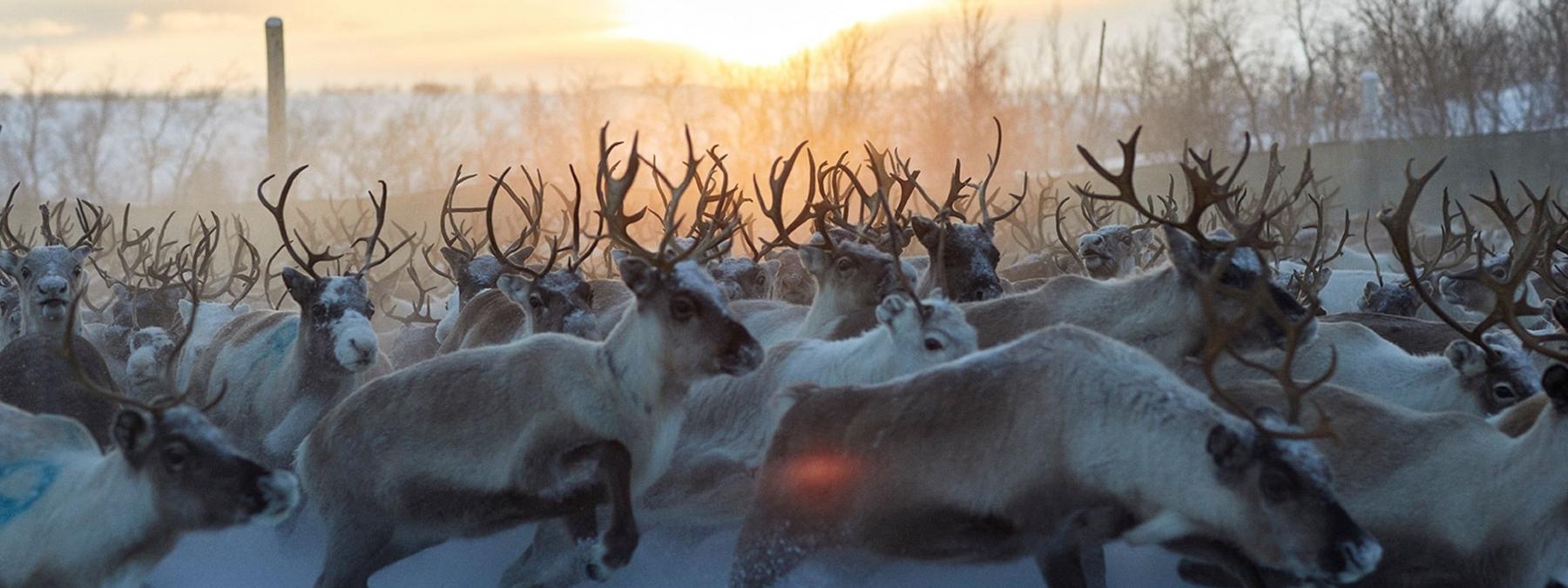 غلاف فيلم Stolen 2024 مترجم