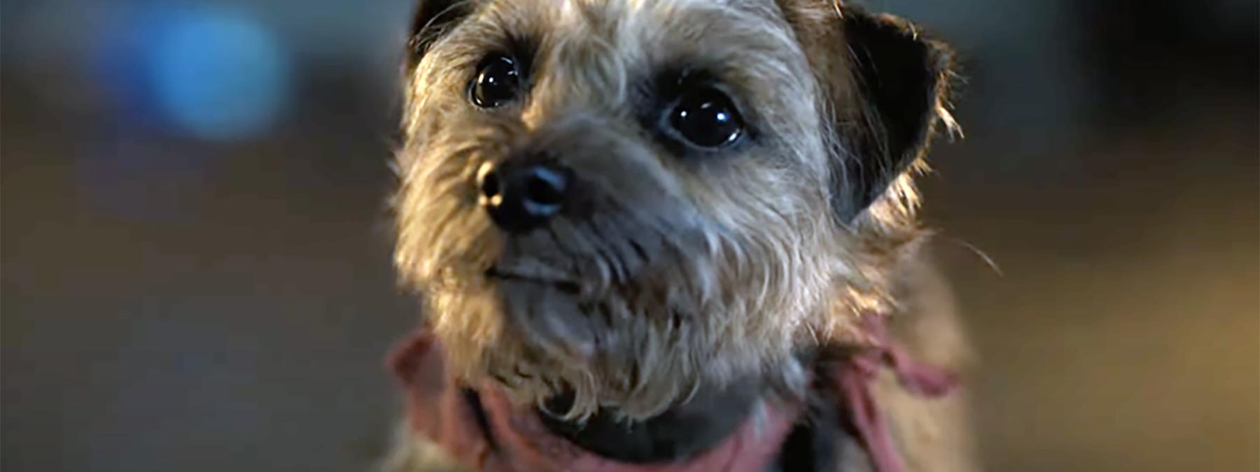 غلاف فيلم Strays 2023 مترجم