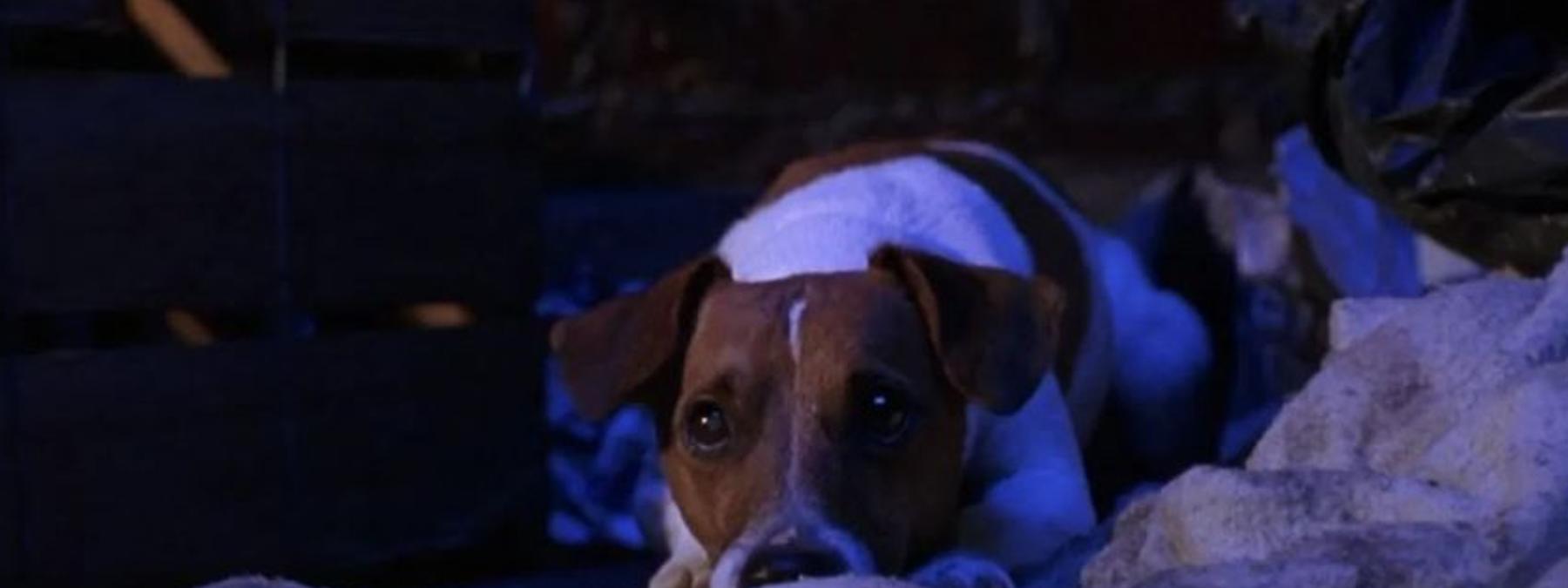 غلاف فيلم The Mask 1994 مترجم