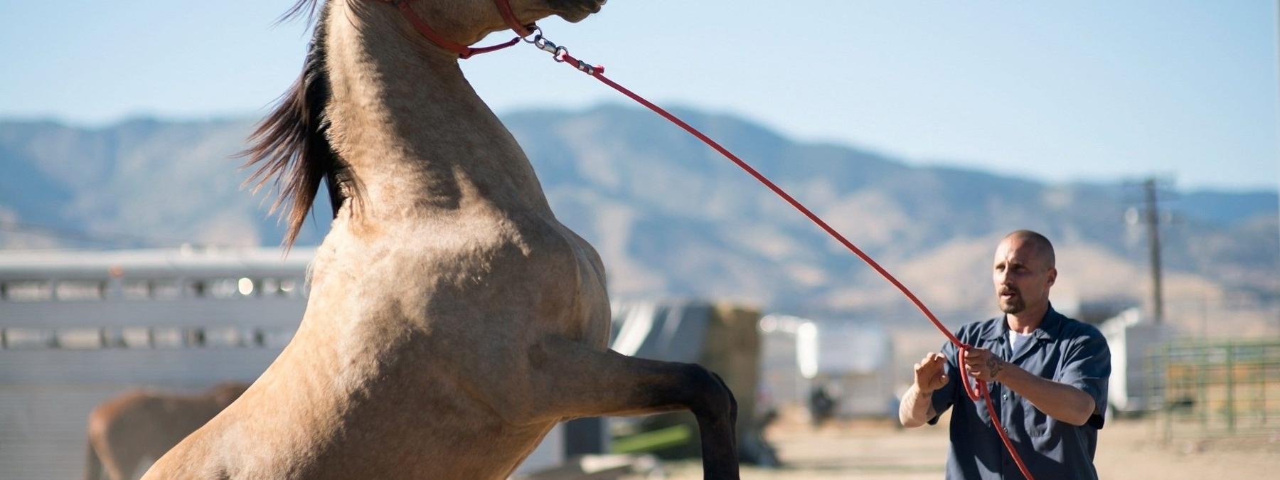 غلاف فيلم The Mustang 2019 مترجم