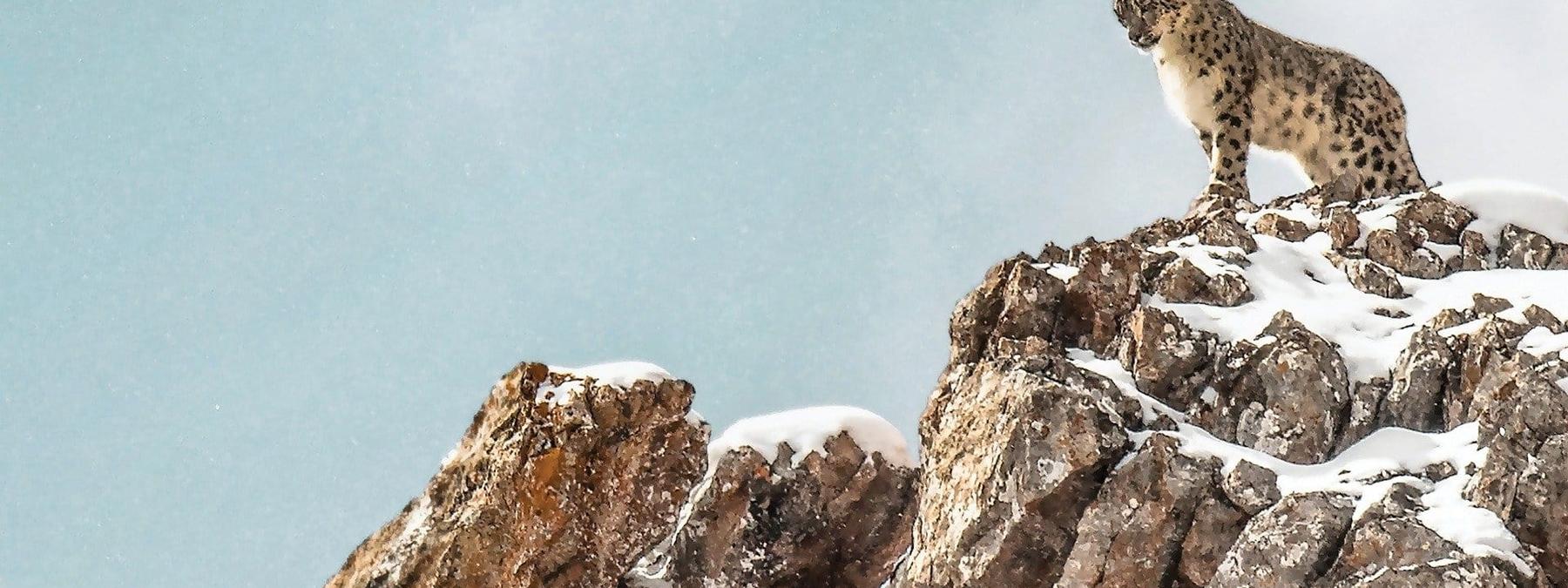 غلاف فيلم The Velvet Queen 2021 مترجم