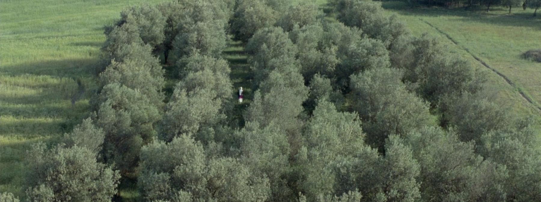 غلاف فيلم Through the Olive Trees 1994 مترجم